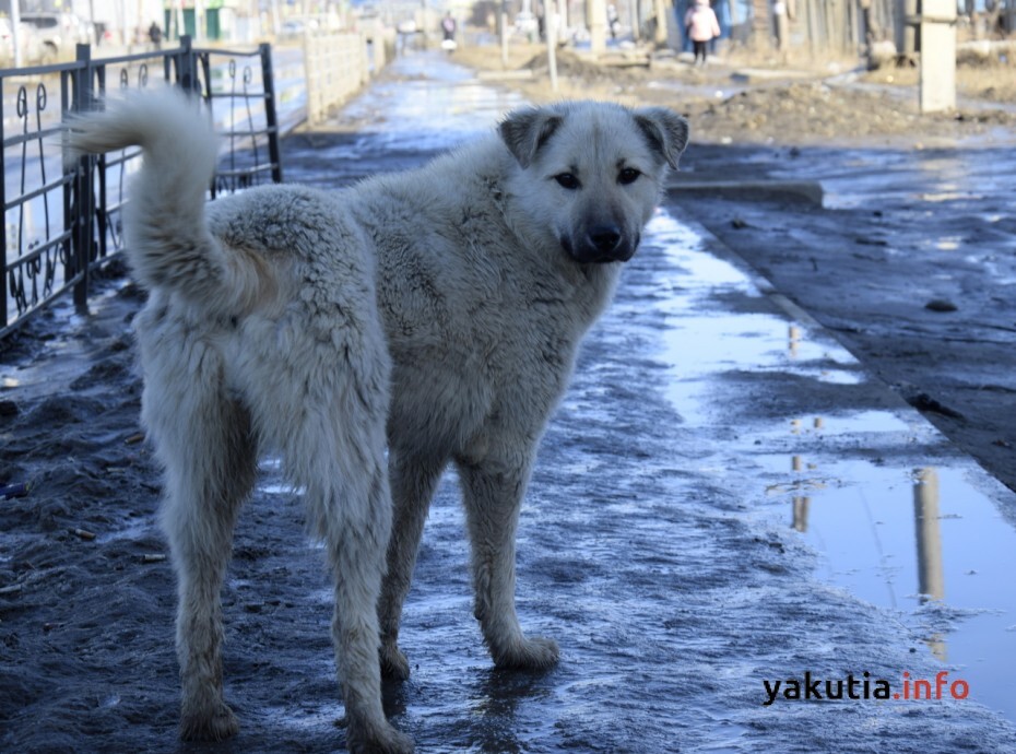 Вся власть – регионам: Якутские справороссы предложили исправить собачий «закон Бурматова»