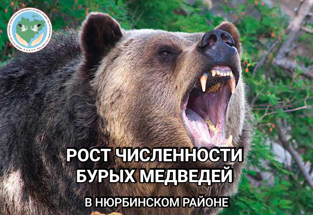 Рост численности бурых медведей беспокоит жителей Нюрбинского улуса