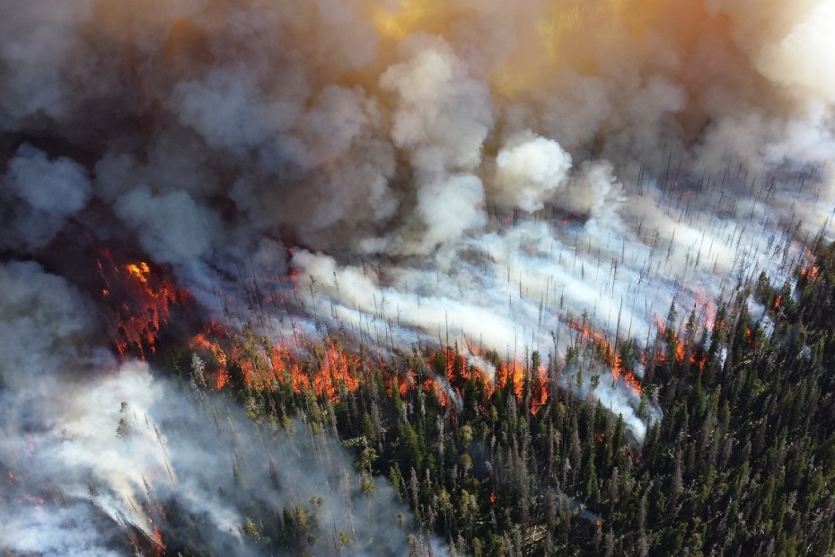 Увидел виновника возникновения лесного пожара – сообщи и получи вознаграждение