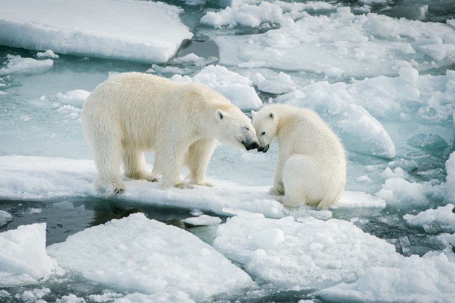 Символ якутской Арктики: Как помощь «Роснефти» способствует сохранению северной экологии