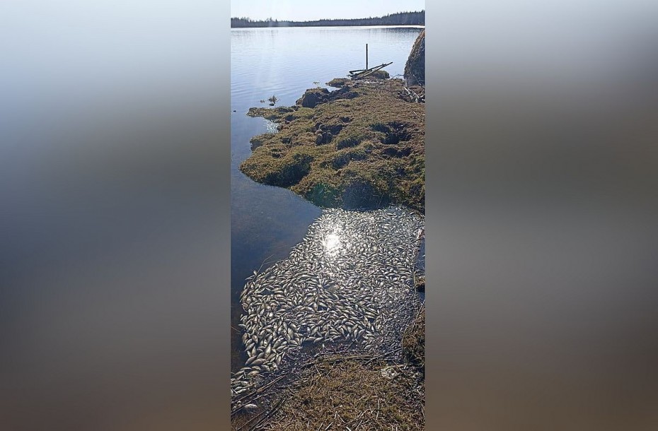 По случаю массовой гибели рыб на озере Хампах в селе Чуукаар Нюрбинского улуса