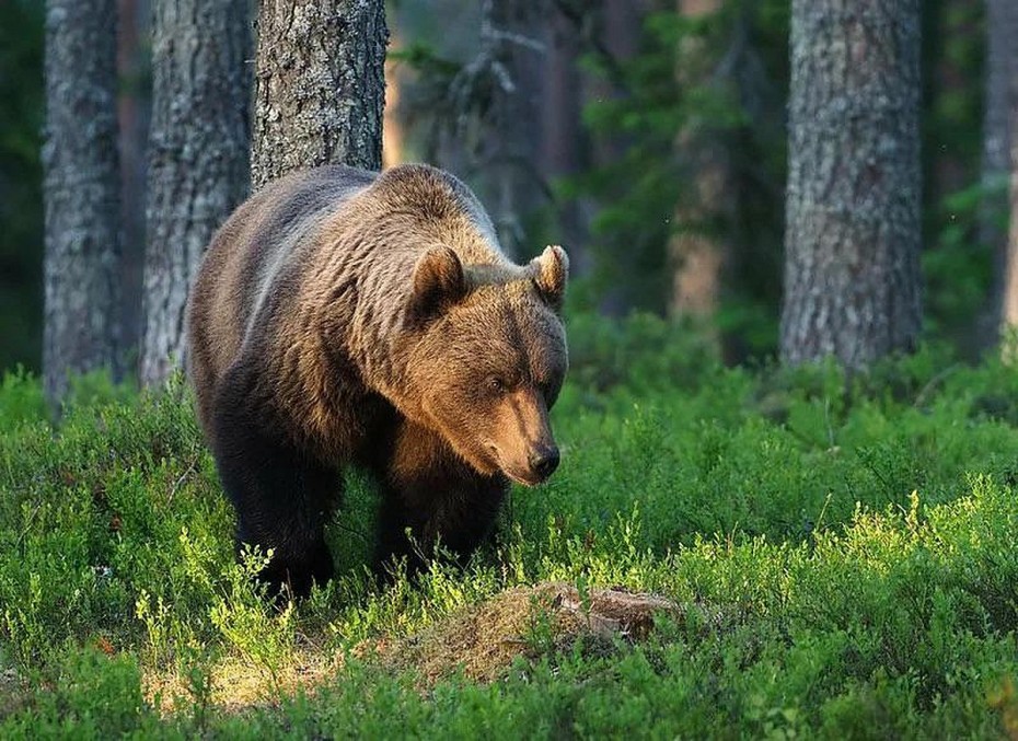 Служба спасения республики: Что делать при встрече с медведем