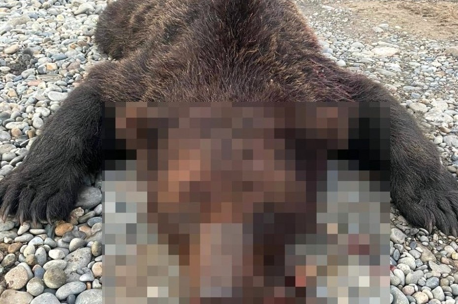 В Якутии ликвидировали медведя, угрожавшего населенному пункту