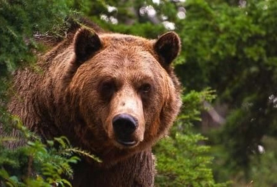 СМИ: Медведь напал на женщину в Горном районе Якутии
