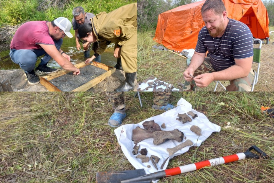 Антилопа и бобер: Кости животных, ранее не обнаруживавшихся в Якутии, найдены в Чурапчинском улусе