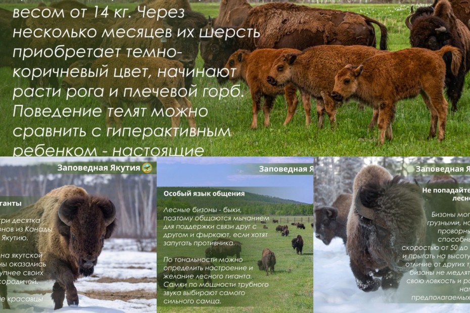 Пять интересных фактов из жизни лесных бизонов в Якутии