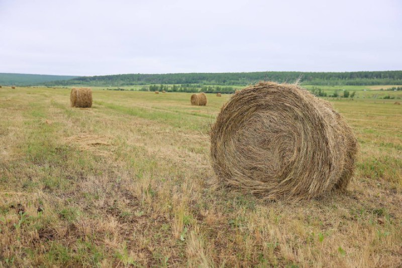 Порядка 444 тысяч тонн сена заготовлено в Якутии