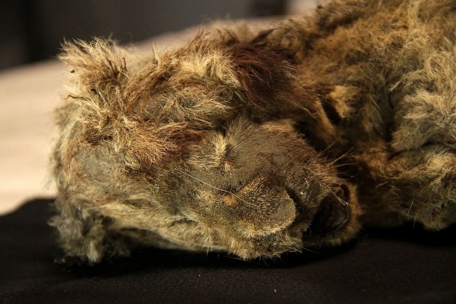 Черепа и кости древних – льва, медведя, волка и лисицы обнаружены в арктическом районе Якутии