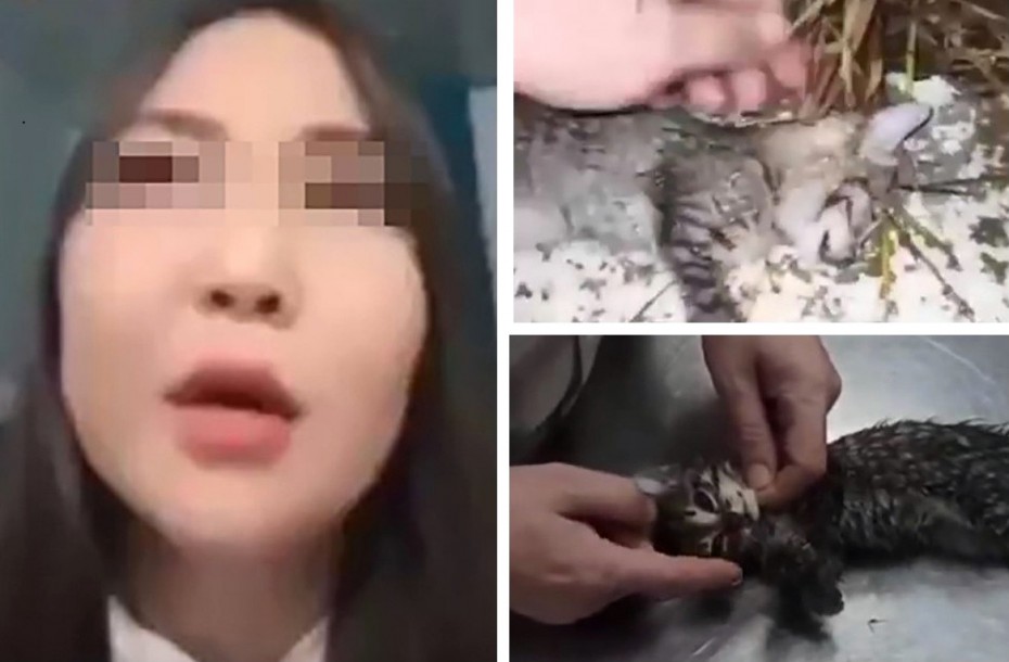 СМИ: Полиция установила личность якутянки, выбросившей с балкона котят