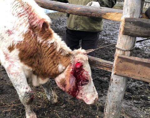 Полуторогодовалому бычку, сломавшему рог, оказали ветеринарную помощь