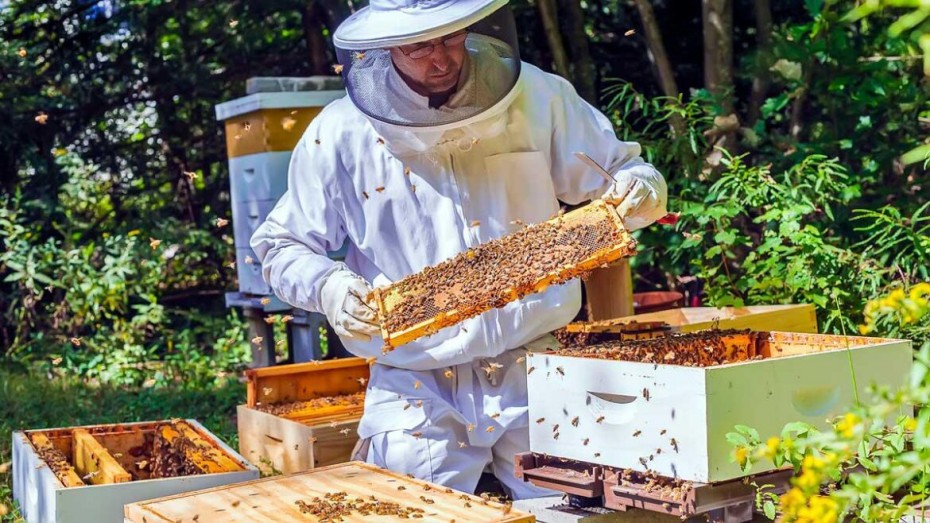 Почти пять миллионов рублей потратят на создание первого пчелопитомника в Якутии
