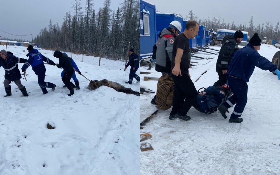 Это безалаберность начальства: Профессиональный охотник о нападении медведя на вахтовиков в Якутии