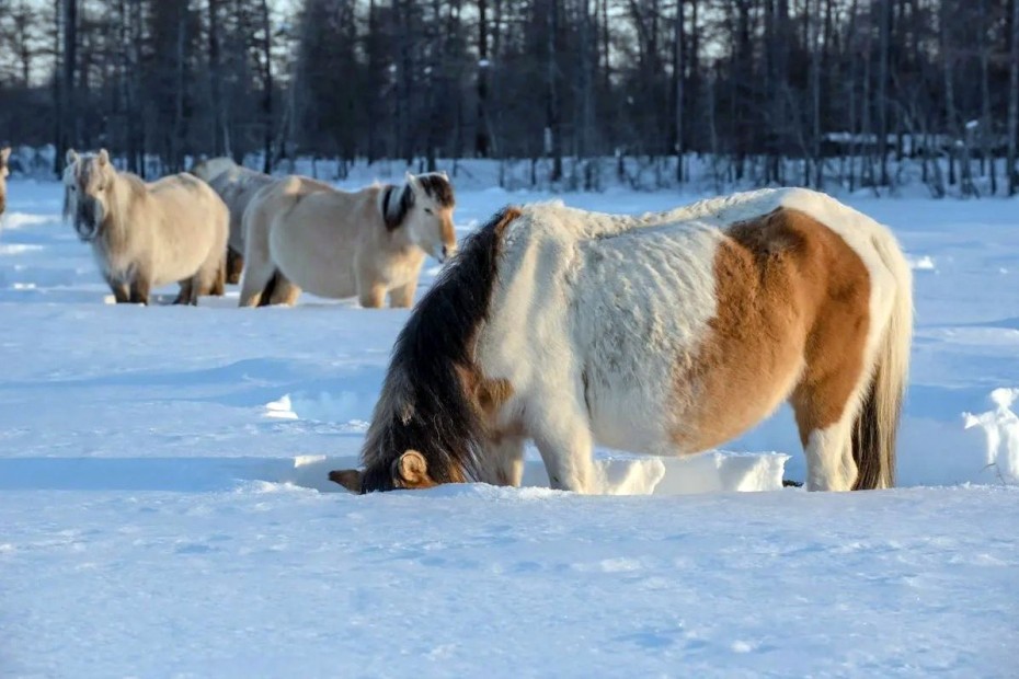 Ноябрьские дожди в Олекминском и Ленском районах Якутии могут негативно сказаться на зимовке лошадей