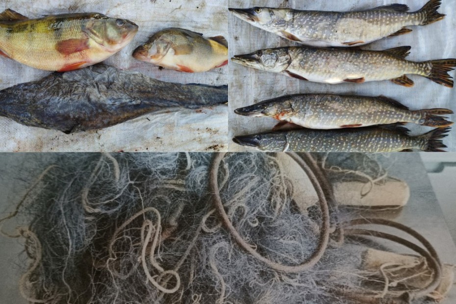 Уголовное дело за незаконный вылов рыб сетями завели на жителя Нижнеколымского улуса