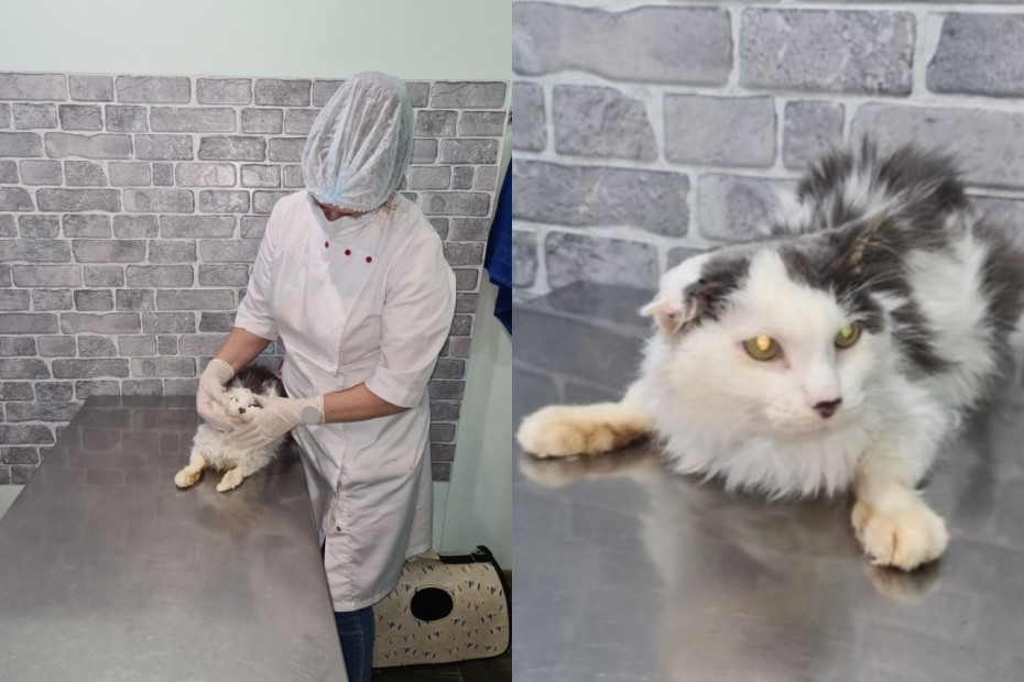 Десятую жизнь подарили коту ветеринары в Нерюнгри