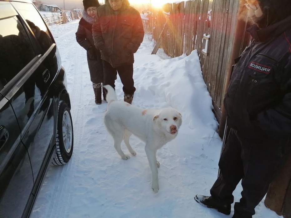Сумма штрафов владельцам собак за 2023 год в Якутии составила 689 600 рублей