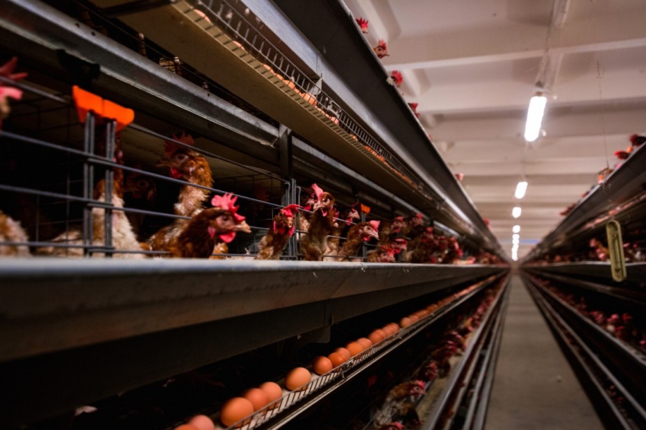 В Госкомцен пояснили, сколько должны стоить куриные яйца в Якутии