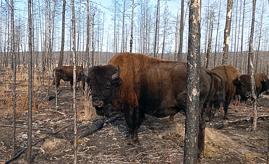 Компания «Газпром недра» оказала помощь питомнику лесных бизонов в Якутии