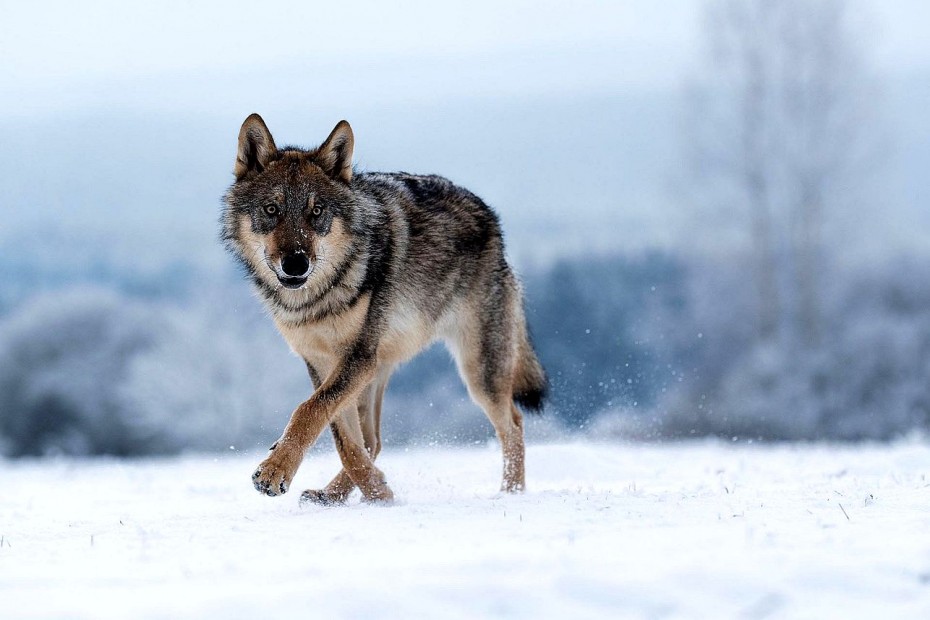 Высокая численность волков в горно-таежной части Якутии вызывает обеспокоенность
