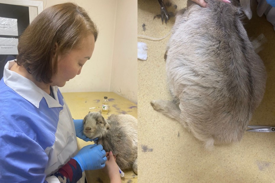 Ветеринары в Якутске спасли козленка от сильного вздутия живота