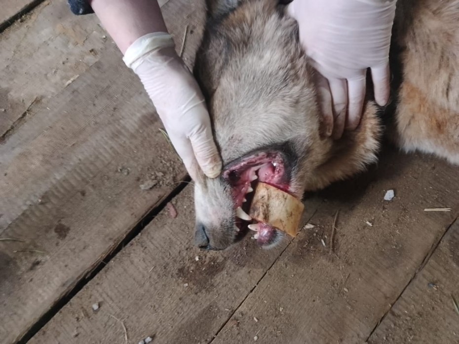 Сняли трубчатую кость с челюсти у собаки в Жатайском ветеринарном пункте