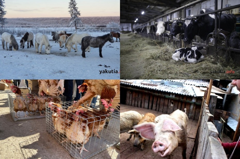 В Якутии сократилось поголовье свиней, коров, лошадей и птиц