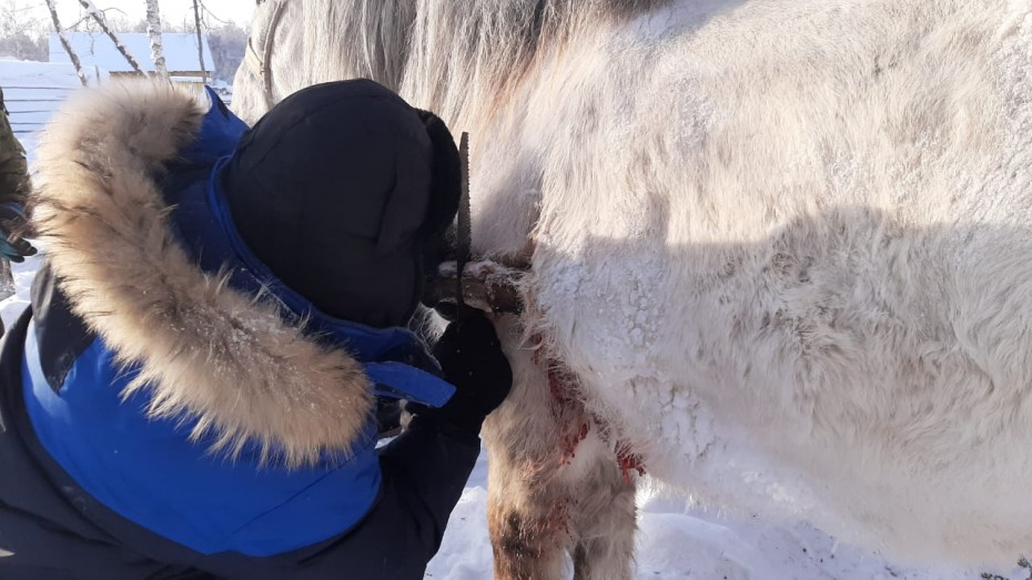 Убегая от жеребца, вспорола брюхо: В Вилюйске, ветеринары прооперировали раненную лошадь