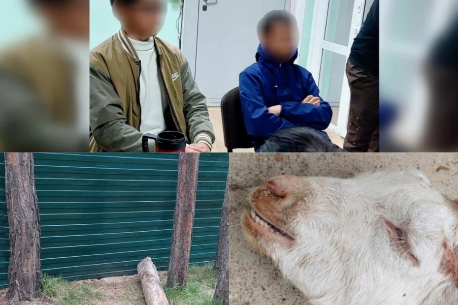 УФАС рассудил по-своему: Дело об отравлении козы в мини-зоопарке Якутска получило продолжение