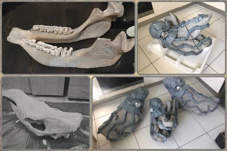 Пытался выдать за муляж: Житель Якутии попался на попытке контрабанды черепа шерстистого носорога