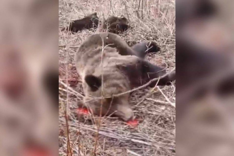 Минэкологии Якутии: Об отстреле медведицы и гибели медвежат в Олекминском улусе