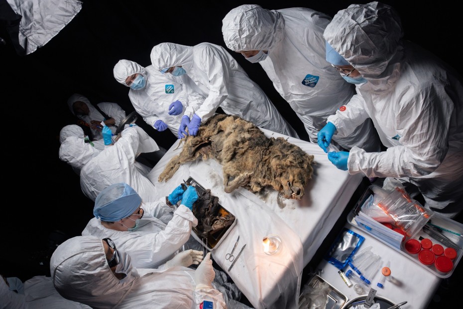 В СВФУ провели аутопсию волка возрастом 44 тысячи лет
