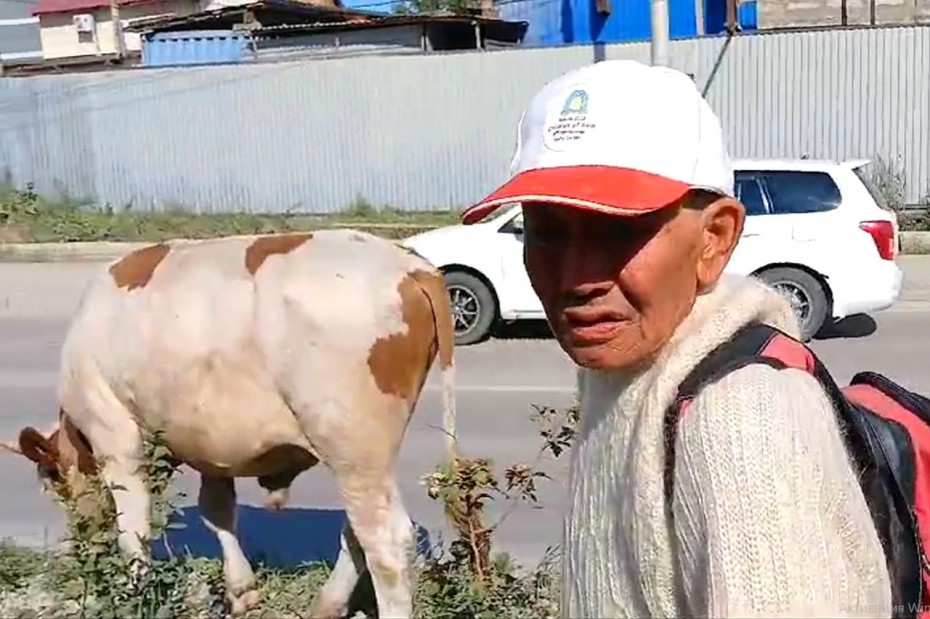 Мэр Якутска потребовал найти решение по коровам, мешающим озеленению