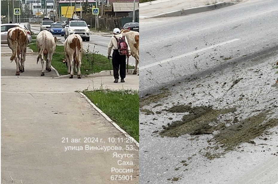 Озеленять Якутск мешают бескультурье и коровы